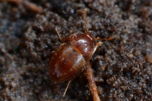 Réf. 332 591 : Parabathyscia wollastoni